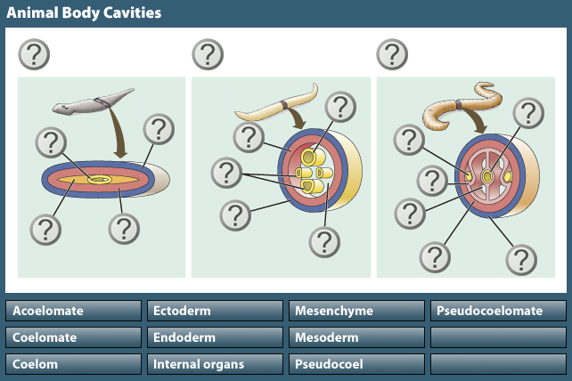 body cavity coelom