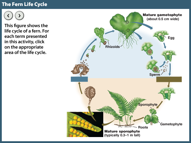 Life Cycle Of A Fern Step By Step