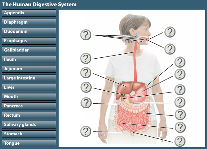 37 Label The Diagram Of The Human Digestive System - Labels 2021